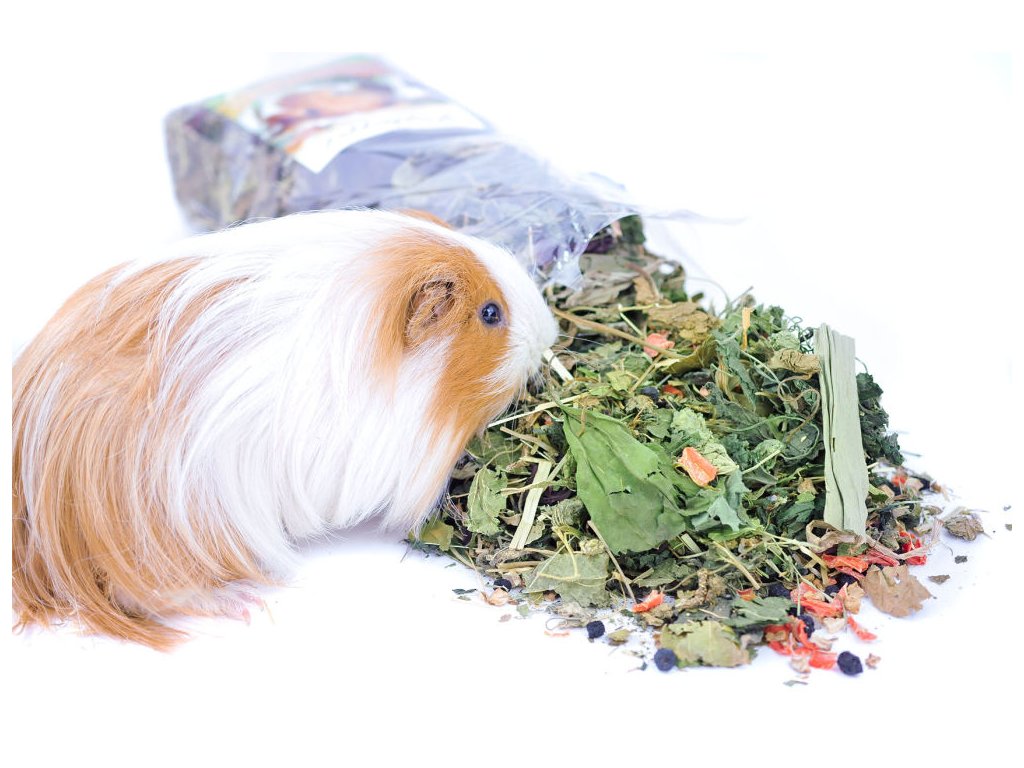 78-1_grunhopper-guinea-pig-2 (1)